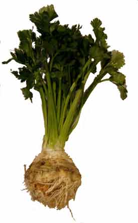 celery-root celery-root - juice fast